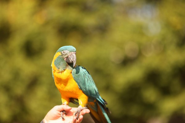 Wat zijn de voordelen van een gebalanceerd dieet voor honden?