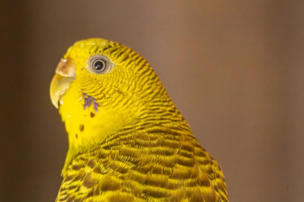 Hoe passen dieren zich aan stedelijke omgevingen aan?