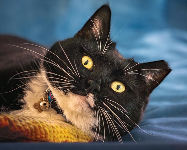 Welke speelgoedjes zijn het beste voor de mentale stimulatie van honden?