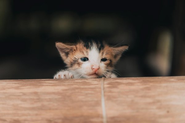 Wat is het ideale dieet voor een kat?